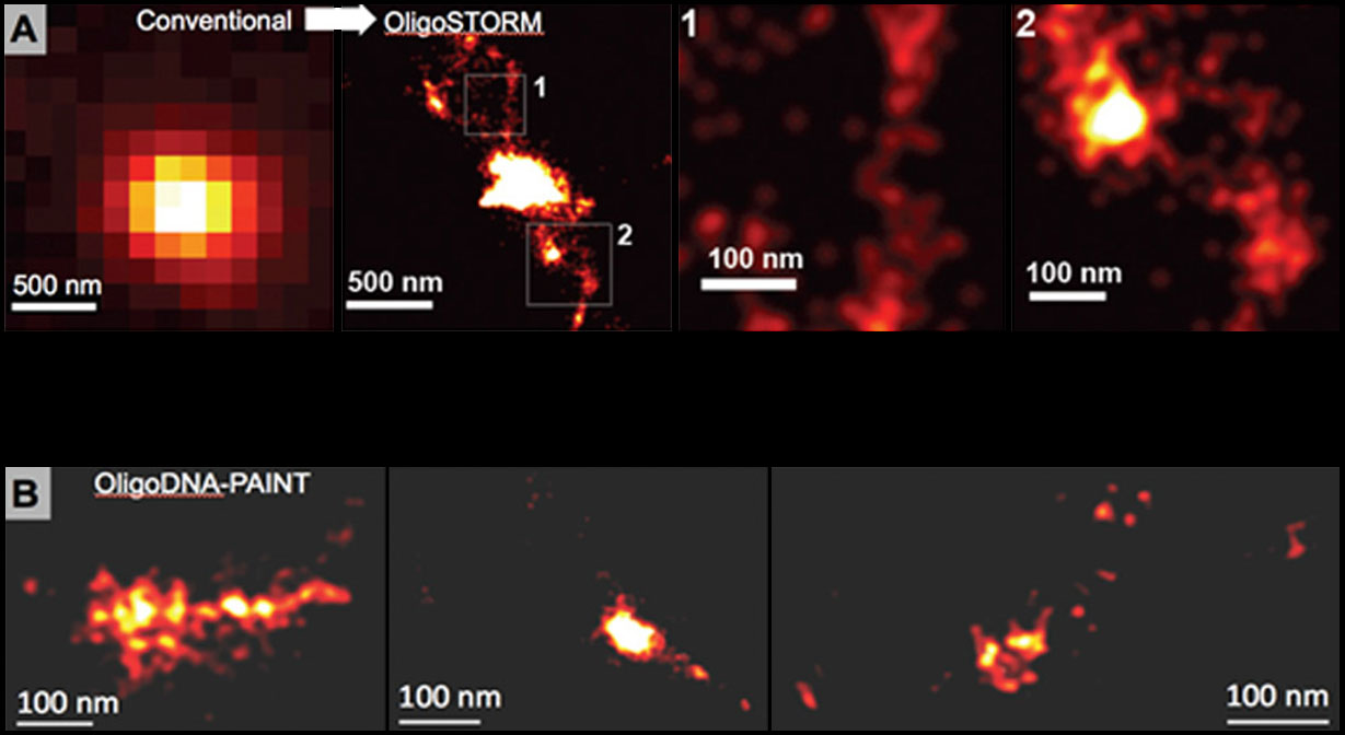 Super-resolution imaging of genomic loci labeled with OligoPaints